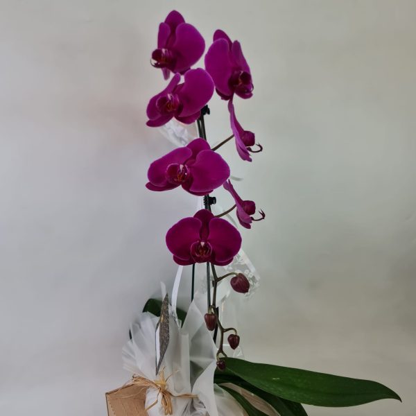 Orquídea Phalaenópsis Pink com uma haste - Imagem 2