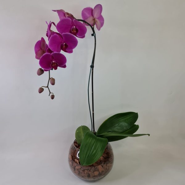 Orquídea Phalaenópsis Pink no Vaso de Vidro