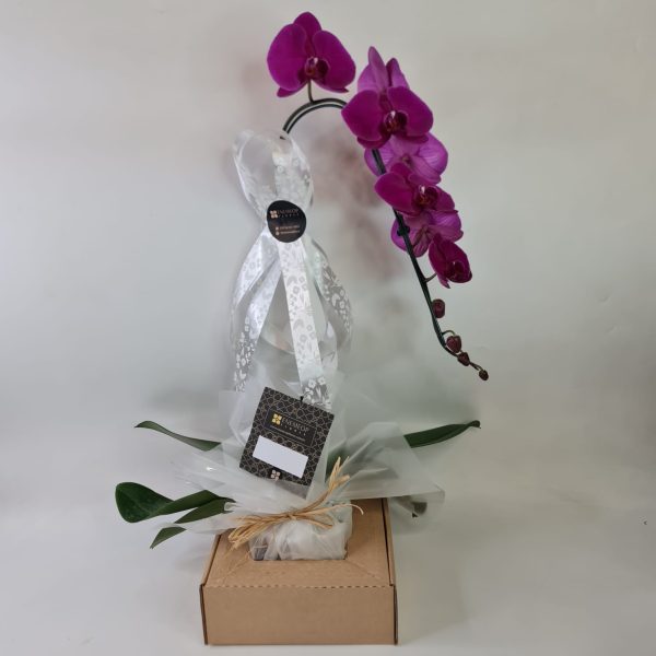 Orquídea Phalaenópsis Pink com uma haste