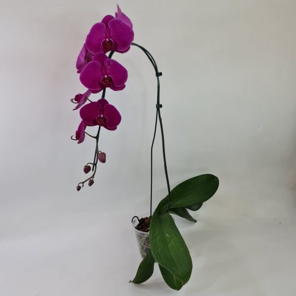 Orquídea Phalaenópsis Pink com uma haste - Imagem 4