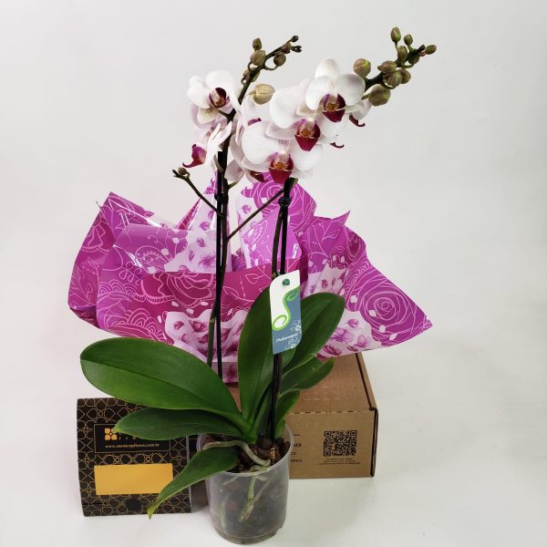 Orquídea Phalaenópsis Mescla (pequena ) com duas hastes