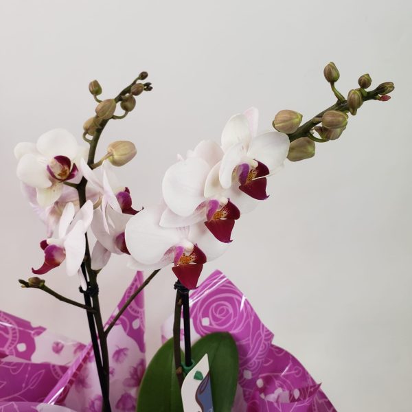 Orquídea Phalaenópsis Mescla (pequena ) com duas hastes - Imagem 2