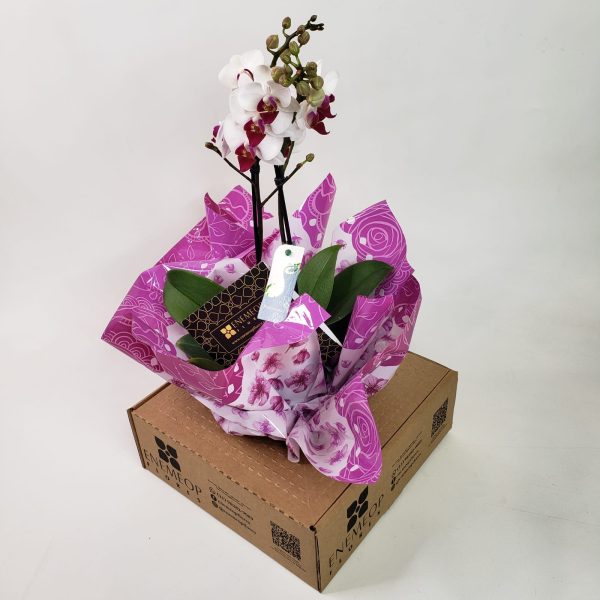 Orquídea Phalaenópsis Mescla (pequena ) com duas hastes - Imagem 3