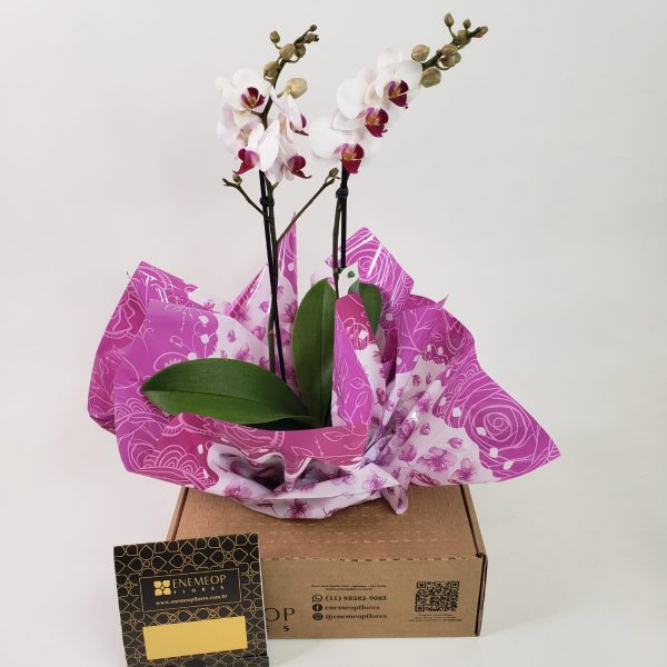 Orquídea Phalaenópsis Mescla (pequena ) com duas hastes - Imagem 4