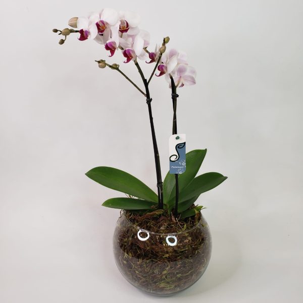 Orquídea Phalaenópsis Mescla em Vaso de Vidro (2 hastes)