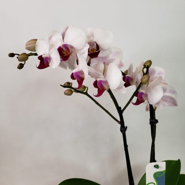 Orquídea Phalaenópsis Mescla em Vaso de Vidro (2 hastes) - Imagem 2