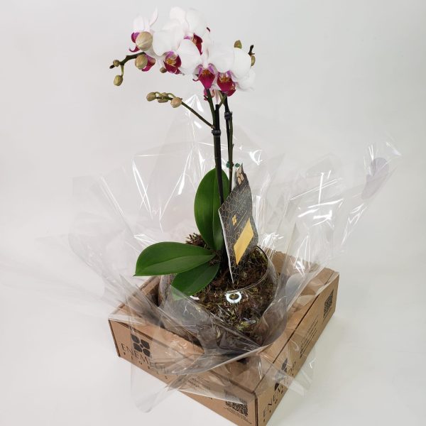 Orquídea Phalaenópsis Mescla em Vaso de Vidro (2 hastes) - Imagem 3