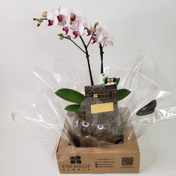Orquídea Phalaenópsis Mescla em Vaso de Vidro (2 hastes) - Imagem 4