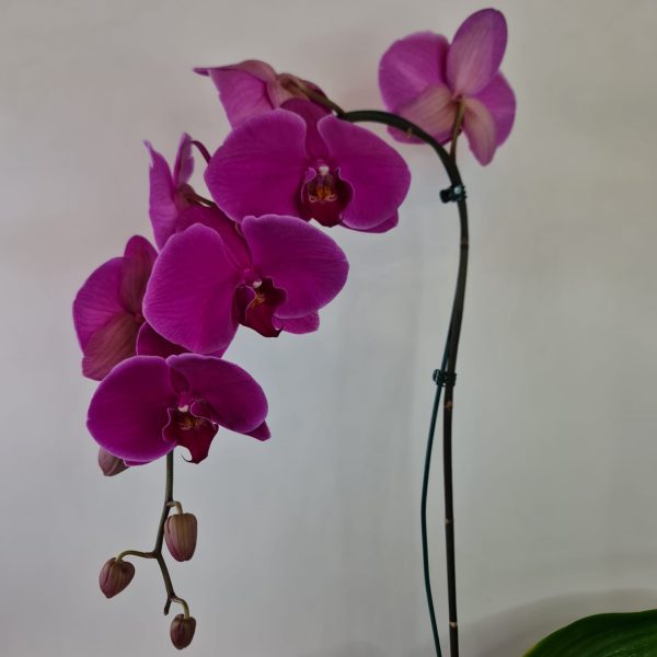 Orquídea Phalaenópsis Pink com uma haste - Imagem 5