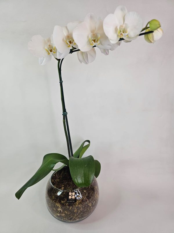 orquidea-branca- 1 haste vaso de vidro