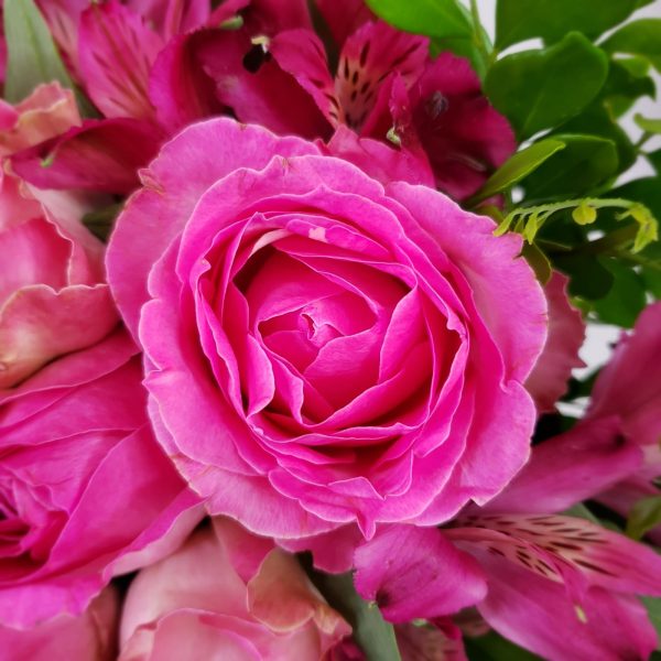 Buquê com 06 Rosas Pink Nacionais - Image 2