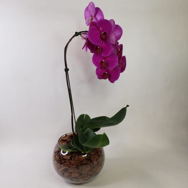 Orquídea Phalaenópsis Pink - Imagem 2