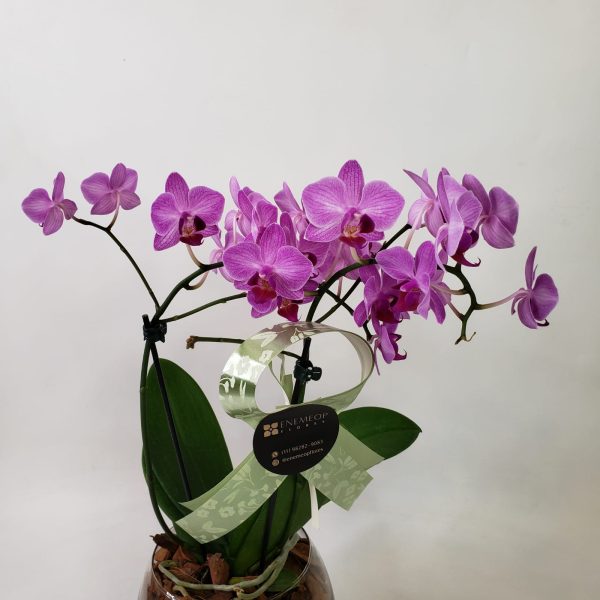 Mini Orquídea no Vaso de Vidro Transparente - Imagem 3