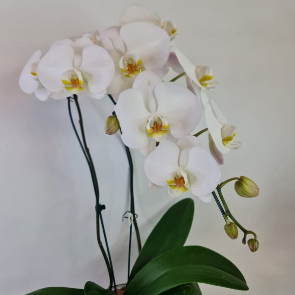 Orquídea Phalaenópsis Cascata Branca com 2 hastes - Imagem 3