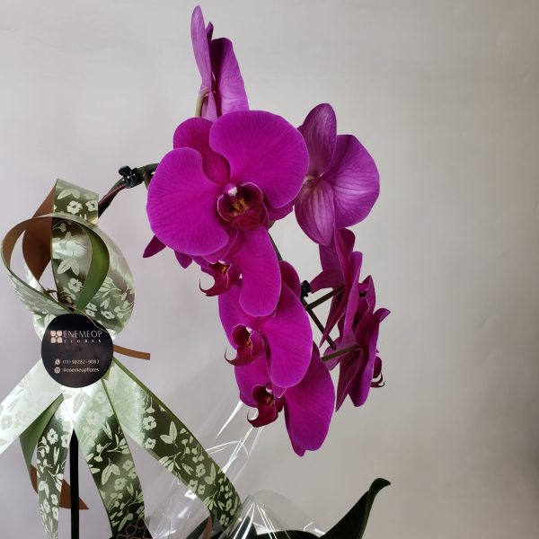 Orquídea Phalaenópsis Pink - Imagem 3