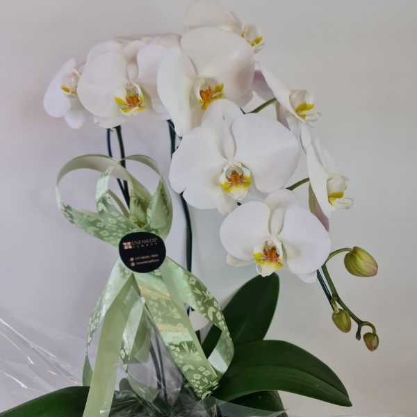 Orquídea Phalaenópsis Cascata Branca com 2 hastes - Imagem 4