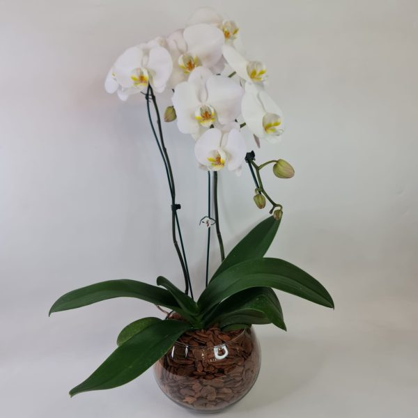 Orquídea Phalaenópsis Cascata Branca com 2 hastes