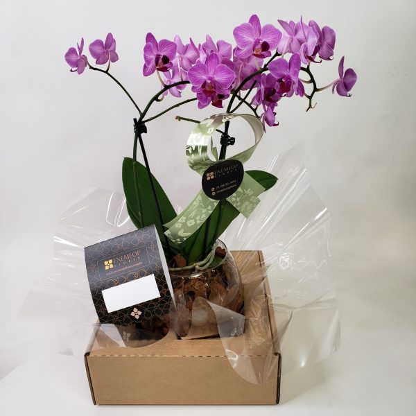 Mini Orquídea no Vaso de Vidro Transparente