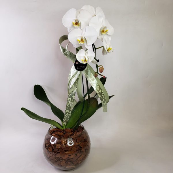 Orquídea Phalaenópsis Cascata Branca com 2 hastes - Imagem 2