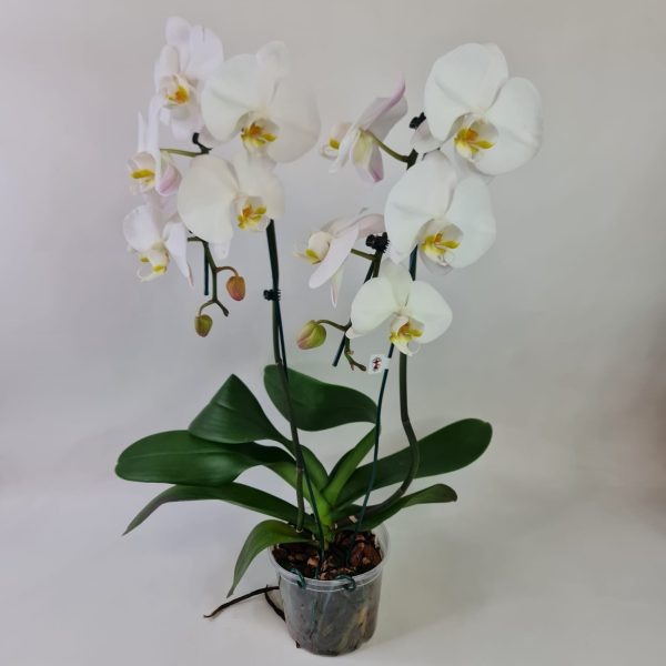 Orquídea Phalaenópsis Cascata Branca com 2 hastes - Imagem 6