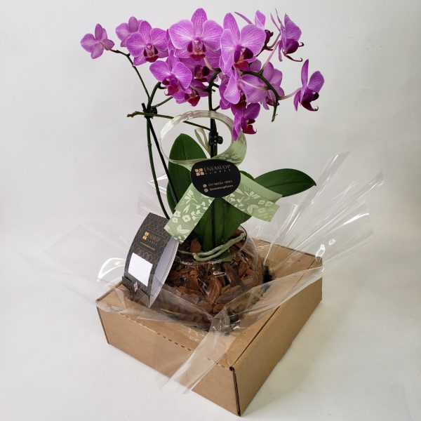 Mini Orquídea no Vaso de Vidro Transparente - Imagem 4