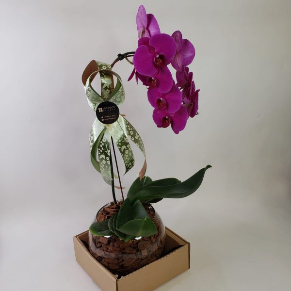 Orquídea Phalaenópsis Pink - Imagem 4