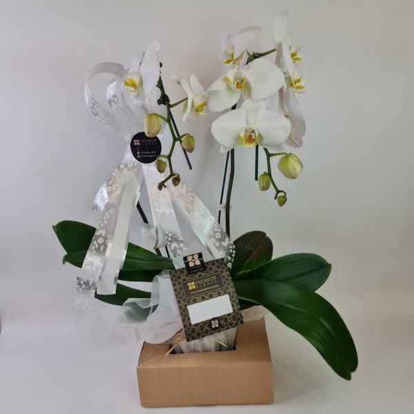 Orquídea Phalaenópsis Branca 2 hastes - Image 4