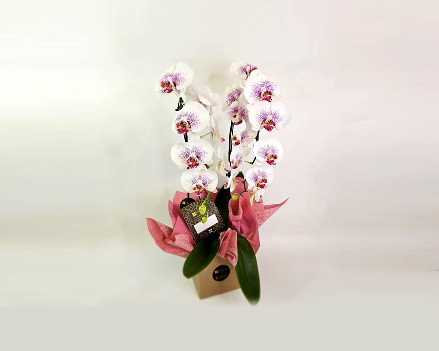 acessório-para-escritorios-orquidea
