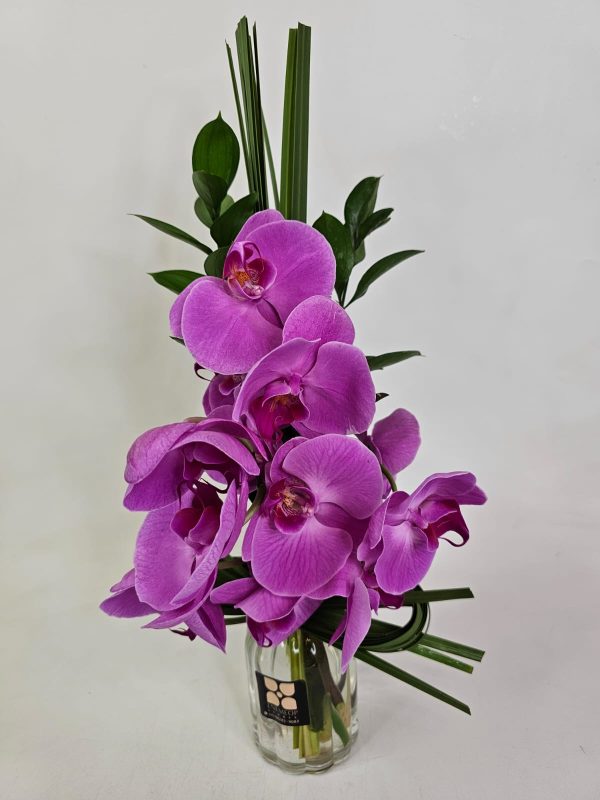 Orquídeas Pink Retrô (juncos e folhagens Ruscus)