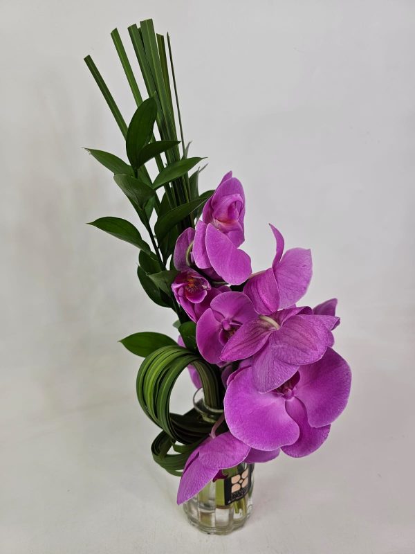 Orquídeas Pink Retrô (juncos e folhagens Ruscus) - Imagem 4