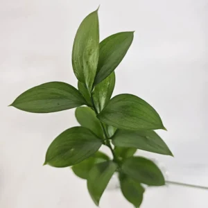Produto Teste - Não disponível para venda